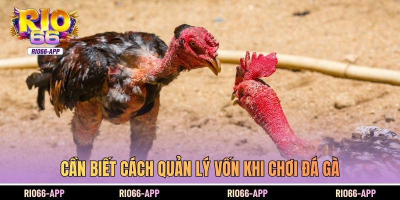 Cần biết cách quản lý vốn khi chơi đá gà