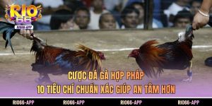 Cược đá gà hợp pháp thu hút sự quan tâm lớn khi nhu cầu giải trí minh bạch trên các nền tảng trực tuyến ngày càng tăng. Việc hiểu đúng tiêu chuẩn hợp lệ giúp người tham gia tránh rủi ro và đánh giá chính xác mức độ an toàn của từng sân chơi. Để nắm rõ các tiêu chí quan trọng trước khi đưa ra lựa chọn hãy cùng Rio66 tìm hiểu những phân tích chi tiết ngay dưới đây. Cược đá gà hợp pháp là gì? Khái niệm cược đá gà hợp pháp rõ ràng dễ hiểu Cược đá gà hợp pháp tồn tại trong những khu vực được cơ quan chức năng cho phép theo mô hình quản lý chặt chẽ. Hoạt động này được giám sát để tránh gian lận và đảm bảo quyền lợi cho người tham gia. Hai câu tiếp nối giúp làm rõ nội dung trước và tạo nhịp chuyển mượt hơn. Khi khung pháp lý rõ ràng người chơi dễ chủ động đánh giá rủi ro hơn. Các quốc gia chấp thuận hình thức này đều quy định giới hạn tuổi điều kiện cấp phép và tiêu chuẩn an toàn động vật. Quy trình giám sát cũng được triển khai nhằm đảm bảo tính minh bạch trong suốt quá trình tổ chức trận đấu. Những yếu tố này tạo thành nền tảng quan trọng giúp người tham gia giảm thiểu sai sót khi tiếp cận các nền tảng trực tuyến uy tín. Bảng tóm tắt tiêu chí cược đá gà hợp pháp Tiêu chí Mô tả ngắn gọn Giấy phép hợp pháp Được cơ quan quản lý cấp phép và giám sát trực tiếp Minh bạch tỷ lệ cược Tỷ lệ công khai trước trận không thay đổi bất thường Công khai kết quả Kết quả được ghi nhận và đối soát rõ ràng Hỗ trợ khách hàng Hệ thống hỗ trợ nhanh ổn định nhiều kênh Cơ chế bảo mật Bảo vệ dữ liệu và giao dịch người chơi Dấu hiệu nhận biết cược đá gà hợp pháp Ba tiêu chí quan trọng giúp nhận diện chuẩn xác Nhu cầu phân biệt giữa sân chơi cược đá gà hợp pháp và hoạt động gian lận đang tăng nhanh. Khi có phương pháp quan sát rõ ràng người chơi Rio66 sẽ biết cách bảo vệ quyền lợi của mình tốt hơn.  Nhà cái có giấy phép và sự quản lý của cơ quan chức năng Một nền tảng cược đá gà hợp pháp phải có giấy phép do tổ chức quản lý cấp nhằm xác nhận sự tuân thủ quy định. Việc công khai thông tin cấp phép chứng minh cơ chế giám sát vận hành rõ ràng. Người chơi cần kiểm tra số giấy phép và mức độ uy tín của đơn vị quản lý để đảm bảo an toàn. Khi thông tin minh bạch khả năng rủi ro giảm đáng kể và niềm tin tăng lên đáng kể.. Cược đá gà hợp pháp khi minh bạch trong tỷ lệ cược và kết quả trận đấu Tỷ lệ cược hợp pháp phải được công bố trước trận đấu và giữ nguyên đến thời điểm hệ thống chốt. Không được can thiệp vào kết quả bằng bất kỳ hình thức nào kể cả thay đổi thông số đột ngột. Khi nền tảng công khai lịch sử cược người chơi Rio66 dễ dàng tự kiểm chứng độ chuẩn xác. Sự rõ ràng này giải quyết lo ngại về gian lận và giúp nội dung chuyển tiếp mềm mại trước phần dịch vụ hỗ trợ. Các dịch vụ và hỗ trợ khách hàng chuyên nghiệp Một nền tảng cược đá gà hợp pháp an toàn luôn xây dựng đội ngũ hỗ trợ trực tuyến để giải đáp thắc mắc kịp thời. Hệ thống hỗ trợ phải có thời gian phản hồi nhanh và đưa ra hướng dẫn chính xác. Khi chất lượng dịch vụ tốt người tham gia cảm nhận được sự tôn trọng đối với quyền lợi của họ. Các kênh hỗ trợ phải hoạt động ổn định để hạn chế nhầm lẫn trong quá trình giao dịch. Đây là yếu tố quan trọng kết nối sang phần phòng tránh gian lận. Cách phòng tránh đá gà gian lận Ba phương pháp hạn chế rủi ro hiệu quả Khi nắm rõ cơ chế hoạt động của sân chơi cược đá gà hợp pháp người tham gia dễ đưa ra quyết định sáng suốt. Sự hiểu biết này tạo nền tảng để hạn chế rủi ro trong quá trình tiếp cận các dịch vụ trực tuyến. Chỉ tham gia cược tại các nhà cái có uy tín và giấy phép hợp pháp: Những nền tảng được cấp phép luôn trải qua quá trình thẩm định nhằm bảo đảm tính công bằng. Việc kiểm tra thông tin pháp lý giúp người chơi giảm nguy cơ gặp mô hình lừa đảo. Danh tiếng của đơn vị cung cấp là yếu tố quan trọng để đánh giá mức độ tin cậy. Tránh xa những hệ thống không công khai thông tin vận hành vì khả năng gian lận cao. Quan sát và phân tích trận đấu để tránh rủi ro:Quan sát kỹ từng chi tiết trong trận đấu giúp phát hiện bất thường. Người chơi cần tập trung vào lối di chuyển khả năng phản ứng và kỹ thuật của từng chiến kê để so sánh với tỷ lệ cược. Các dấu hiệu bất ổn như chuyển động gượng ép hoặc tỷ lệ thay đổi bất hợp lý cần được xem xét cẩn trọng Nâng cao kiến thức và nhận thức về các chiêu trò gian lận trong cược đá gà: Hiểu rõ các hình thức gian lận giúp người chơi chủ động tránh xa những mô hình nguy hiểm. Những chiêu trò thường gặp gồm điều chỉnh kết quả tác động trái phép vào chiến kê hoặc can thiệp hệ thống.  Kết luận Cược đá gà hợp pháp tạo nên khuôn khổ an toàn khi hoạt động được giám sát bởi cơ quan chức năng và tuân thủ tiêu chuẩn vận hành minh bạch. Để chủ động bảo vệ mình bạn nên tìm hiểu sâu hơn các tiêu chí pháp lý và lựa chọn sân chơi uy tín ngay hôm nay tại Rio66