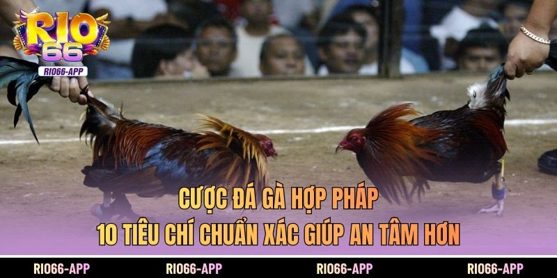 Cược đá gà hợp pháp thu hút sự quan tâm lớn khi nhu cầu giải trí minh bạch trên các nền tảng trực tuyến ngày càng tăng. Việc hiểu đúng tiêu chuẩn hợp lệ giúp người tham gia tránh rủi ro và đánh giá chính xác mức độ an toàn của từng sân chơi. Để nắm rõ các tiêu chí quan trọng trước khi đưa ra lựa chọn hãy cùng Rio66 tìm hiểu những phân tích chi tiết ngay dưới đây. Cược đá gà hợp pháp là gì? Khái niệm cược đá gà hợp pháp rõ ràng dễ hiểu Cược đá gà hợp pháp tồn tại trong những khu vực được cơ quan chức năng cho phép theo mô hình quản lý chặt chẽ. Hoạt động này được giám sát để tránh gian lận và đảm bảo quyền lợi cho người tham gia. Hai câu tiếp nối giúp làm rõ nội dung trước và tạo nhịp chuyển mượt hơn. Khi khung pháp lý rõ ràng người chơi dễ chủ động đánh giá rủi ro hơn. Các quốc gia chấp thuận hình thức này đều quy định giới hạn tuổi điều kiện cấp phép và tiêu chuẩn an toàn động vật. Quy trình giám sát cũng được triển khai nhằm đảm bảo tính minh bạch trong suốt quá trình tổ chức trận đấu. Những yếu tố này tạo thành nền tảng quan trọng giúp người tham gia giảm thiểu sai sót khi tiếp cận các nền tảng trực tuyến uy tín. Bảng tóm tắt tiêu chí cược đá gà hợp pháp Tiêu chí Mô tả ngắn gọn Giấy phép hợp pháp Được cơ quan quản lý cấp phép và giám sát trực tiếp Minh bạch tỷ lệ cược Tỷ lệ công khai trước trận không thay đổi bất thường Công khai kết quả Kết quả được ghi nhận và đối soát rõ ràng Hỗ trợ khách hàng Hệ thống hỗ trợ nhanh ổn định nhiều kênh Cơ chế bảo mật Bảo vệ dữ liệu và giao dịch người chơi Dấu hiệu nhận biết cược đá gà hợp pháp Ba tiêu chí quan trọng giúp nhận diện chuẩn xác Nhu cầu phân biệt giữa sân chơi cược đá gà hợp pháp và hoạt động gian lận đang tăng nhanh. Khi có phương pháp quan sát rõ ràng người chơi Rio66 sẽ biết cách bảo vệ quyền lợi của mình tốt hơn.  Nhà cái có giấy phép và sự quản lý của cơ quan chức năng Một nền tảng cược đá gà hợp pháp phải có giấy phép do tổ chức quản lý cấp nhằm xác nhận sự tuân thủ quy định. Việc công khai thông tin cấp phép chứng minh cơ chế giám sát vận hành rõ ràng. Người chơi cần kiểm tra số giấy phép và mức độ uy tín của đơn vị quản lý để đảm bảo an toàn. Khi thông tin minh bạch khả năng rủi ro giảm đáng kể và niềm tin tăng lên đáng kể.. Cược đá gà hợp pháp khi minh bạch trong tỷ lệ cược và kết quả trận đấu Tỷ lệ cược hợp pháp phải được công bố trước trận đấu và giữ nguyên đến thời điểm hệ thống chốt. Không được can thiệp vào kết quả bằng bất kỳ hình thức nào kể cả thay đổi thông số đột ngột. Khi nền tảng công khai lịch sử cược người chơi Rio66 dễ dàng tự kiểm chứng độ chuẩn xác. Sự rõ ràng này giải quyết lo ngại về gian lận và giúp nội dung chuyển tiếp mềm mại trước phần dịch vụ hỗ trợ. Các dịch vụ và hỗ trợ khách hàng chuyên nghiệp Một nền tảng cược đá gà hợp pháp an toàn luôn xây dựng đội ngũ hỗ trợ trực tuyến để giải đáp thắc mắc kịp thời. Hệ thống hỗ trợ phải có thời gian phản hồi nhanh và đưa ra hướng dẫn chính xác. Khi chất lượng dịch vụ tốt người tham gia cảm nhận được sự tôn trọng đối với quyền lợi của họ. Các kênh hỗ trợ phải hoạt động ổn định để hạn chế nhầm lẫn trong quá trình giao dịch. Đây là yếu tố quan trọng kết nối sang phần phòng tránh gian lận. Cách phòng tránh đá gà gian lận Ba phương pháp hạn chế rủi ro hiệu quả Khi nắm rõ cơ chế hoạt động của sân chơi cược đá gà hợp pháp người tham gia dễ đưa ra quyết định sáng suốt. Sự hiểu biết này tạo nền tảng để hạn chế rủi ro trong quá trình tiếp cận các dịch vụ trực tuyến. Chỉ tham gia cược tại các nhà cái có uy tín và giấy phép hợp pháp: Những nền tảng được cấp phép luôn trải qua quá trình thẩm định nhằm bảo đảm tính công bằng. Việc kiểm tra thông tin pháp lý giúp người chơi giảm nguy cơ gặp mô hình lừa đảo. Danh tiếng của đơn vị cung cấp là yếu tố quan trọng để đánh giá mức độ tin cậy. Tránh xa những hệ thống không công khai thông tin vận hành vì khả năng gian lận cao. Quan sát và phân tích trận đấu để tránh rủi ro:Quan sát kỹ từng chi tiết trong trận đấu giúp phát hiện bất thường. Người chơi cần tập trung vào lối di chuyển khả năng phản ứng và kỹ thuật của từng chiến kê để so sánh với tỷ lệ cược. Các dấu hiệu bất ổn như chuyển động gượng ép hoặc tỷ lệ thay đổi bất hợp lý cần được xem xét cẩn trọng Nâng cao kiến thức và nhận thức về các chiêu trò gian lận trong cược đá gà: Hiểu rõ các hình thức gian lận giúp người chơi chủ động tránh xa những mô hình nguy hiểm. Những chiêu trò thường gặp gồm điều chỉnh kết quả tác động trái phép vào chiến kê hoặc can thiệp hệ thống.  Kết luận Cược đá gà hợp pháp tạo nên khuôn khổ an toàn khi hoạt động được giám sát bởi cơ quan chức năng và tuân thủ tiêu chuẩn vận hành minh bạch. Để chủ động bảo vệ mình bạn nên tìm hiểu sâu hơn các tiêu chí pháp lý và lựa chọn sân chơi uy tín ngay hôm nay tại Rio66