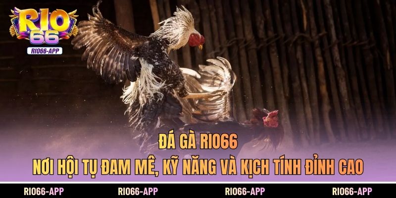 Đá gà Rio66 – nơi hội tụ đam mê, kỹ năng và kịch tính đỉnh cao