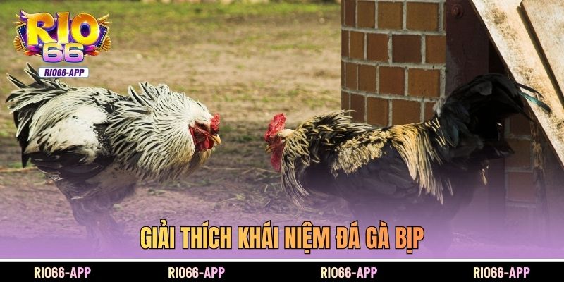 Giải thích khái niệm đá gà bịp