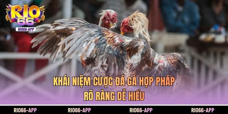 Khái niệm cược đá gà hợp pháp rõ ràng dễ hiểu