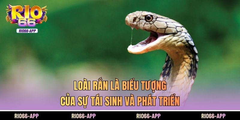 Loài rắn là biểu tượng của sự tái sinh và phát triển