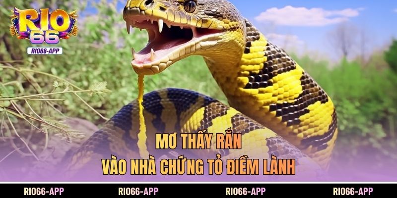 Mơ thấy rắn vào nhà chứng tỏ điềm lành