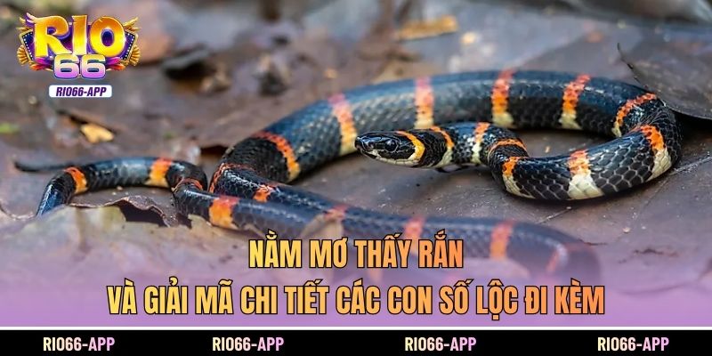 Mơ Thấy Rắn Và Giải Mã Chi Tiết Về Các Con Số Đi Kèm