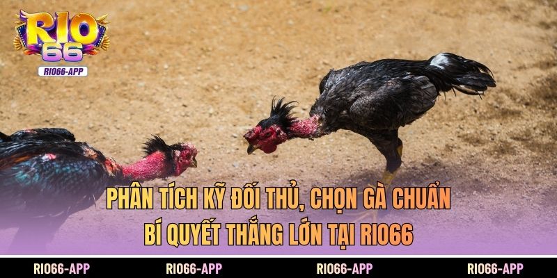 Phân tích kỹ đối thủ, chọn gà chuẩn – bí quyết thắng lớn tại Rio66