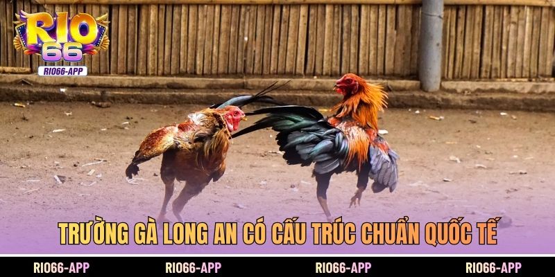 Trường gà Long An có cấu trúc chuẩn quốc tế