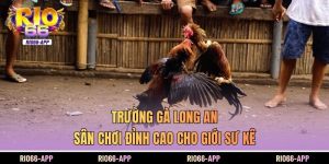 Trường Gà Long An - Sân Chơi Đỉnh Cao Cho Giới Sư Kê